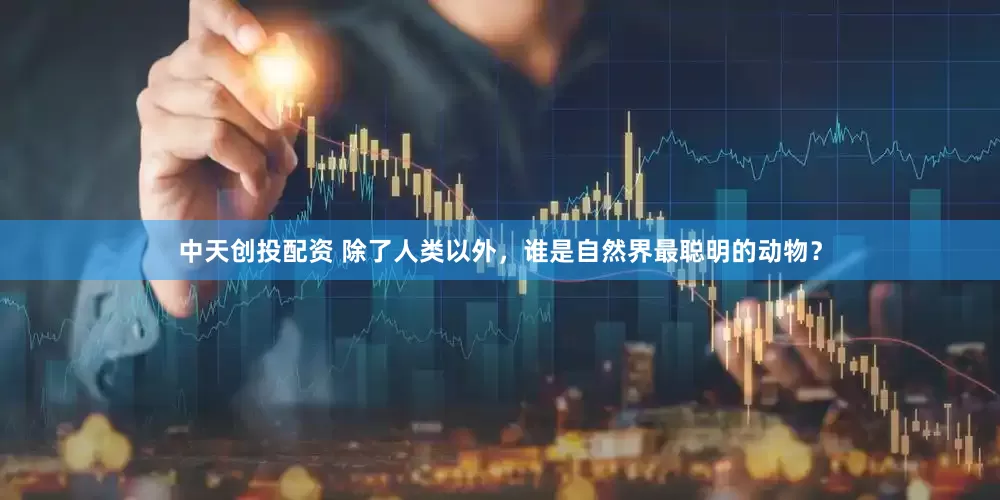 中天创投配资 除了人类以外，谁是自然界最聪明的动物？