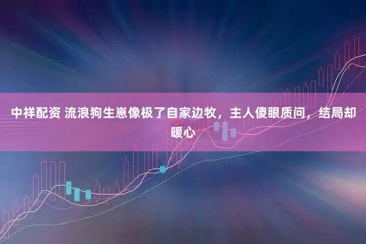 中祥配资 流浪狗生崽像极了自家边牧，主人傻眼质问，结局却暖心